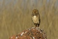 Burrowing owl, Speotyto cunicularia Royalty Free Stock Photo