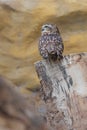 Burrowing Owl Speotyto cunicularia standing on a tree trunk, looking sideways away of the camera Royalty Free Stock Photo