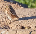 Burrowing Owl Standing Royalty Free Stock Photo