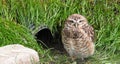 Burrowing Owl Standing In Front Of Culvert