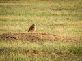 Burrowing Owl Standing on Dirt Mound