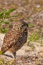 Burrowing owl Royalty Free Stock Photo