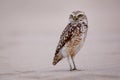 Burrowing owl standing on sand, Huacachina, Peru