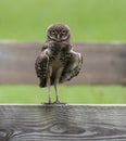 Burrowing Owl Staring on Fence