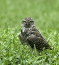 Burrowing Owl Staring in Green Grass