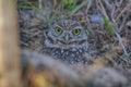 Burrowing Owl staring at me Royalty Free Stock Photo
