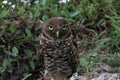 Burrowing owl staring you down on field