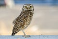 Burrowing Owl, Tucson Arizona Royalty Free Stock Photo