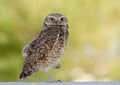Burrowing Owl, Tucson Arizona Royalty Free Stock Photo