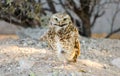 Burrowing Owl, Tucson Arizona Royalty Free Stock Photo
