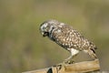 A Burrowing Owl upchucks a pellet