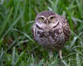 Burrowing Owl Watching with Yellow Eyes