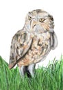 Burrowing Owl watercolor art Royalty Free Stock Photo