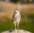 Burrowing Owl Winking Royalty Free Stock Photo