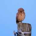 Burrowing Owl with yellow eyes, Athene Cunicularia, standing on a pole, Uruguay, South America Royalty Free Stock Photo