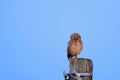 Burrowing Owl with yellow eyes, Athene Cunicularia, standing on a pole, Uruguay, South America Royalty Free Stock Photo