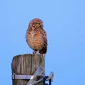 Burrowing Owl with yellow eyes, Athene Cunicularia, standing on a pole, Uruguay, South America Royalty Free Stock Photo