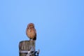 Burrowing Owl with yellow eyes, Athene Cunicularia, standing on a pole, Uruguay, South America Royalty Free Stock Photo