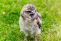 Burrowing Owl Royalty Free Stock Photo