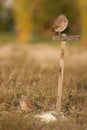 Burrowing Owls Royalty Free Stock Photo