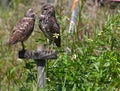 Burrowing Owls Royalty Free Stock Photo