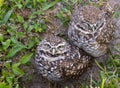 Burrowing Owls Royalty Free Stock Photo