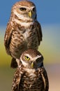 Burrowing owls Royalty Free Stock Photo