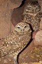 Burrowing Owls (Athene cunicularia) in Arizona Royalty Free Stock Photo