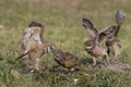 Burrowing Owls in Southwest Florida