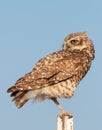 Burrowing Owls in Colorado Royalty Free Stock Photo