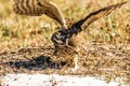 Burrowing Owls A Kiss Is Just A Kiss