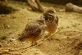 Burrowing owls