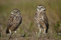 Burrowing Owls standing on the ground