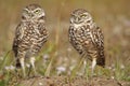 Burrowing Owls standing on the ground