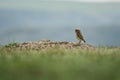 Burrowing Owl in Grasslands National Park