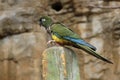 Burrowing parrot Royalty Free Stock Photo