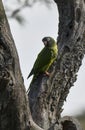 Burrowing Parrot in Calden Forest, Royalty Free Stock Photo