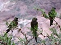 burrowing parrot, or patagonian conure, Cyanoliseus patagonus