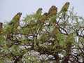 burrowing parrot, or patagonian conure, Cyanoliseus patagonus