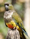 Burrowing Parrot perched on post Royalty Free Stock Photo