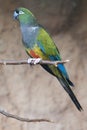 Burrowing parrot Royalty Free Stock Photo
