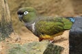 Burrowing parrot Royalty Free Stock Photo