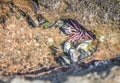 Burrowing sea urchin in shallow water