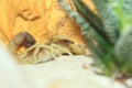 Burrowing thick-tailed scorpion