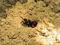 Burrowing Wasp 1 Royalty Free Stock Photo