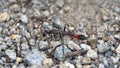 Ground nesting wasp Royalty Free Stock Photo