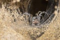 Burrowing Wolf Spider and Web Entrance to Burrow on the Pawnee