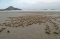 Burrows of Ghost crab on sandy beach Royalty Free Stock Photo