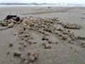 Burrows of Ghost crab on sandy beach Royalty Free Stock Photo