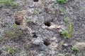 Burrows of mice in the ground.Focus in blur.ÃÂ¡oncept of harm of rodents for garden plantings,winterizing of house Royalty Free Stock Photo